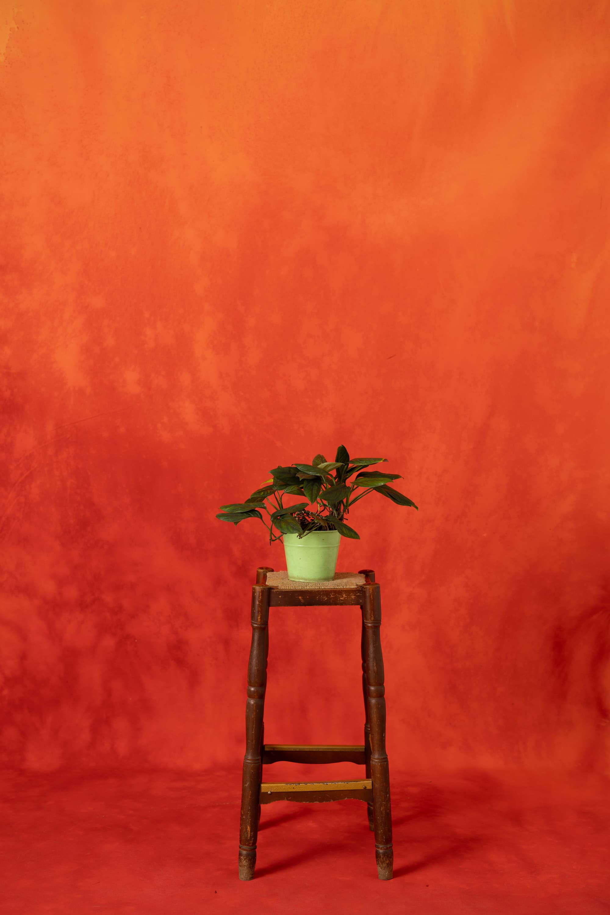 Flare Rouge Painted Canvas Backdrop (RN#524)