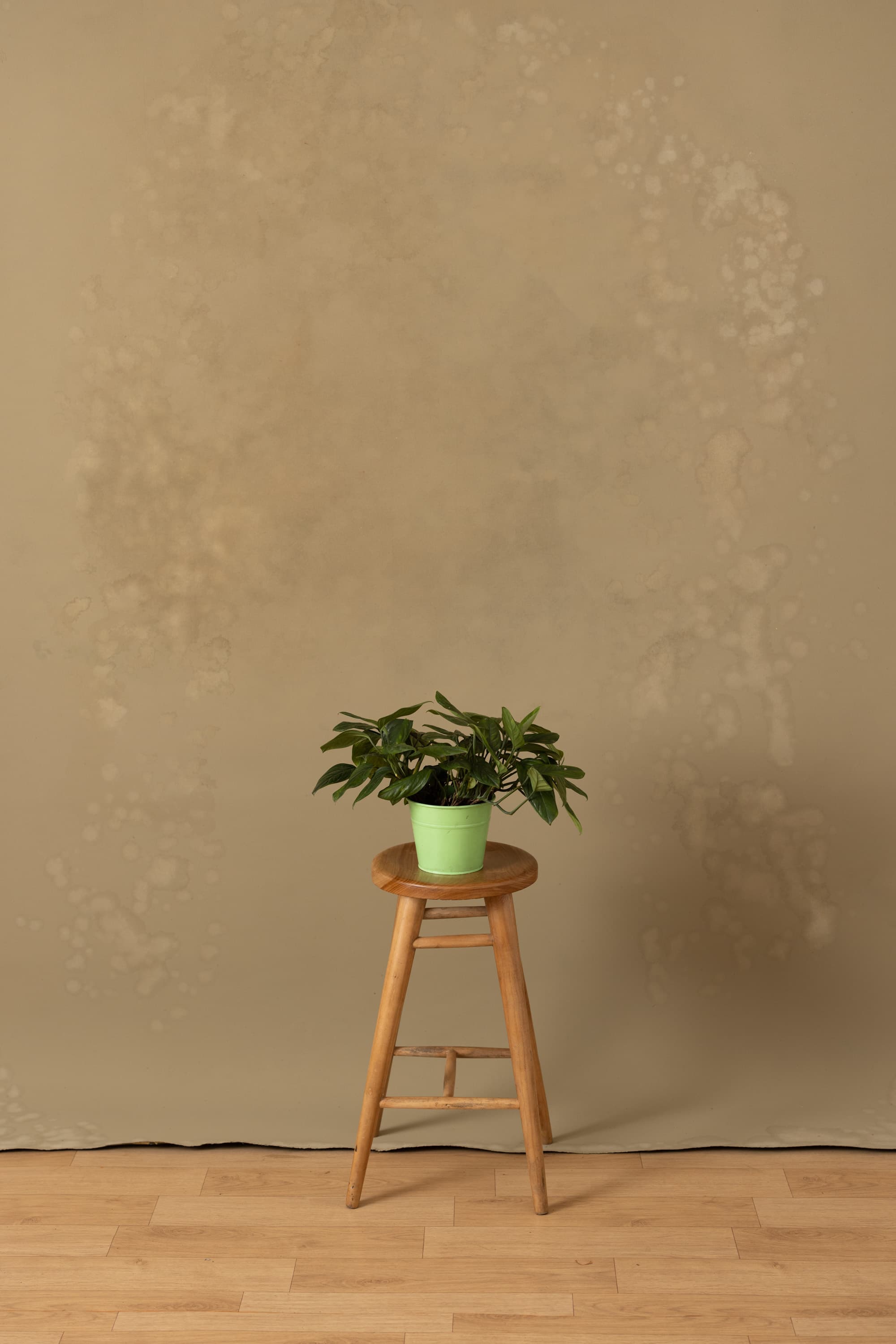 Foggy Birch Beaver Painted Canvas Backdrop (RN#373)
