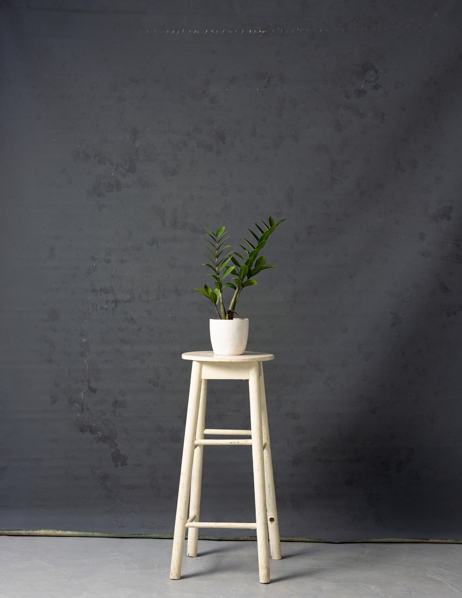 Black Eel Painted Canvas Backdrop (RN#52)